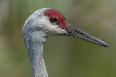 Crane Head